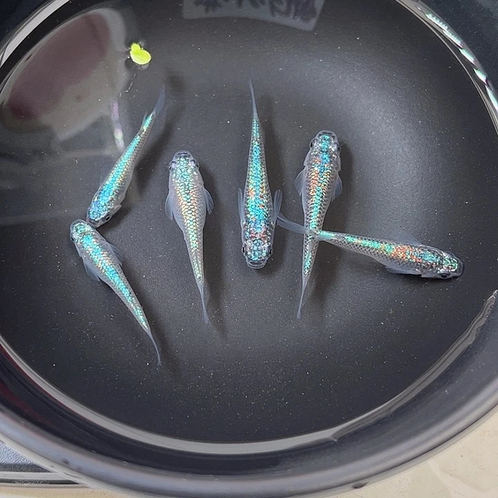 青鳉鱼海王星6条54号