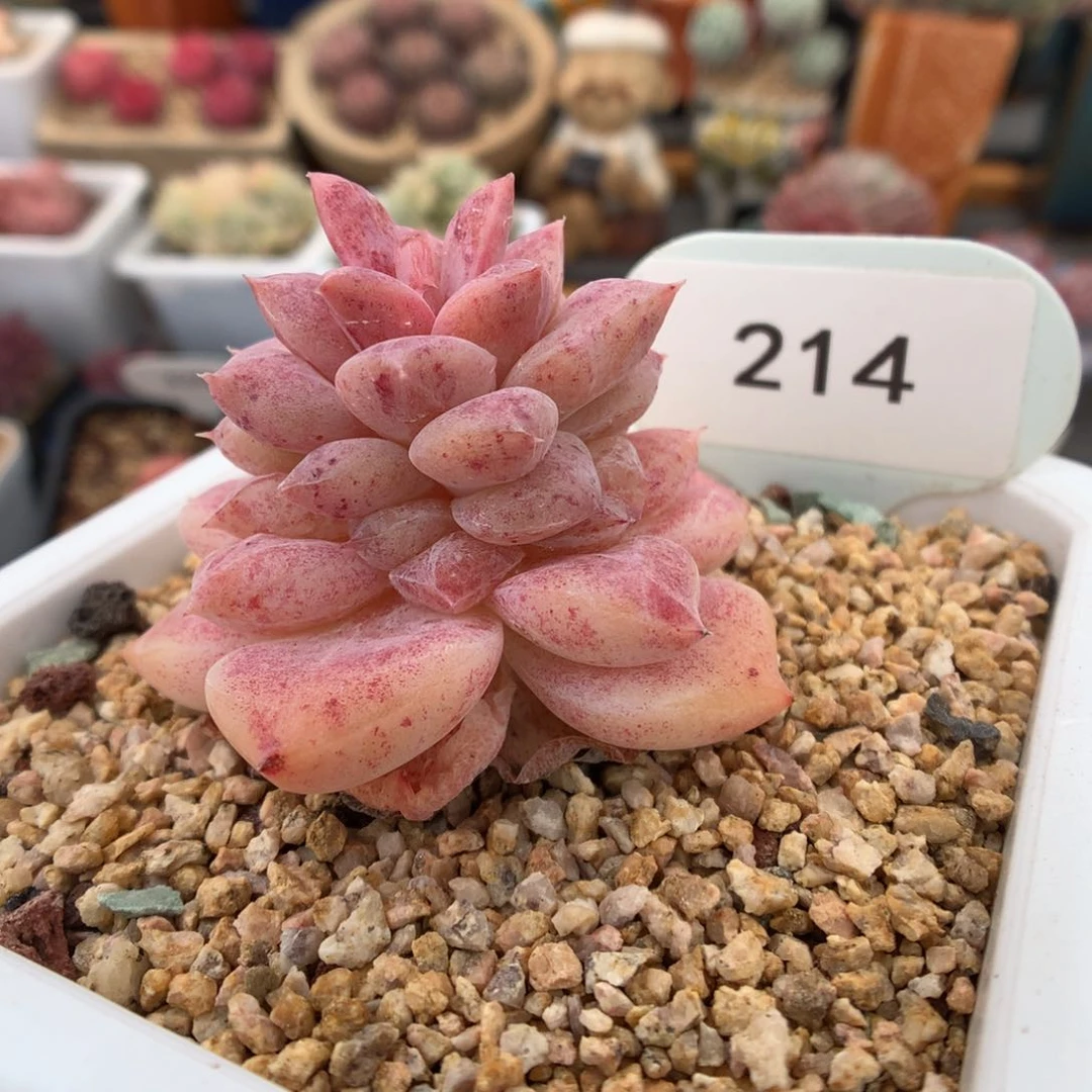 ?***W214 冰玉石化多肉