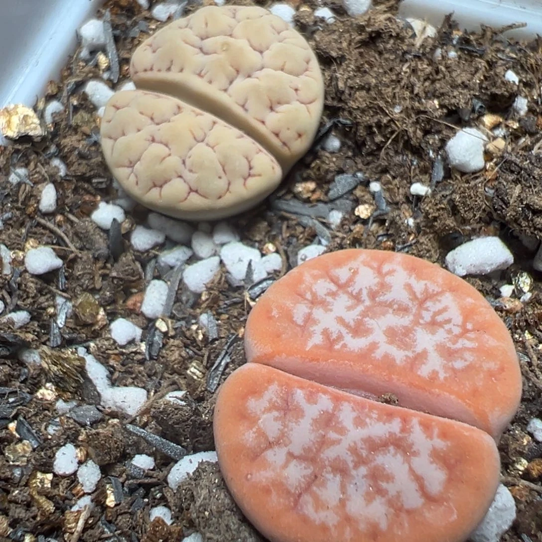 【闪购商品】 012。