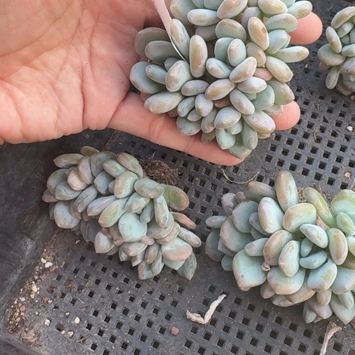 多肉植物美人杂交