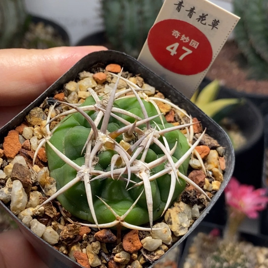 实生粗刺碧岩玉4.3cm一棵仙人球