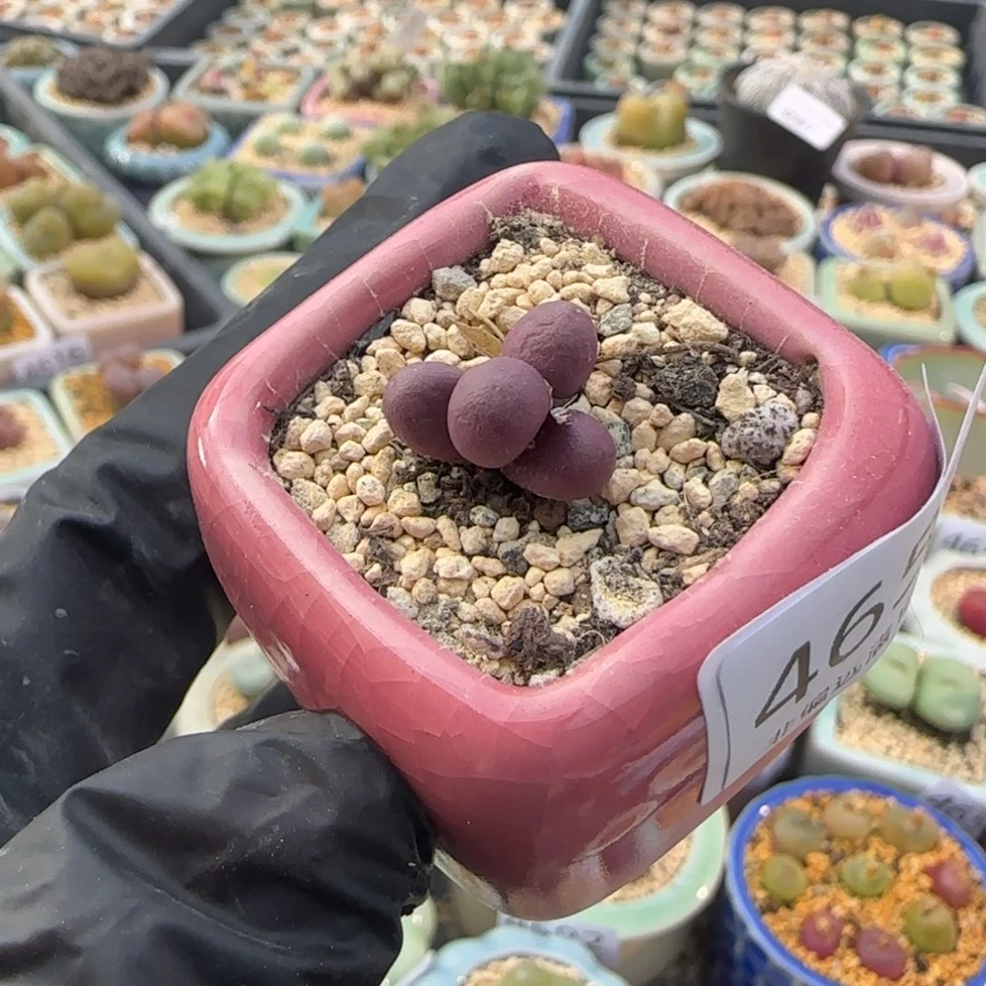 4658--一物一拍 带盆盆