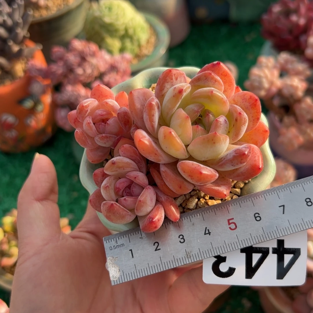 佳*玲443 多肉植物组合