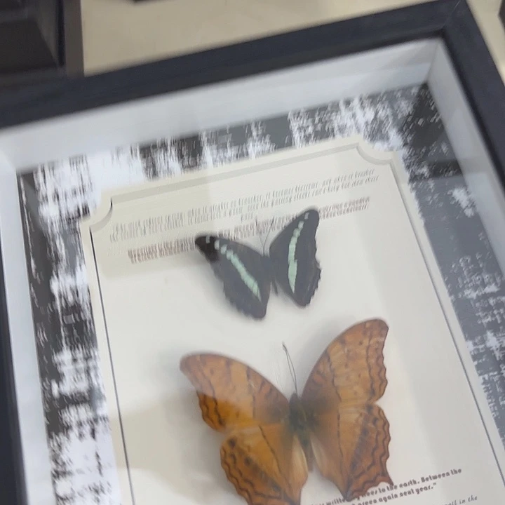蝴蝶标本定制版067