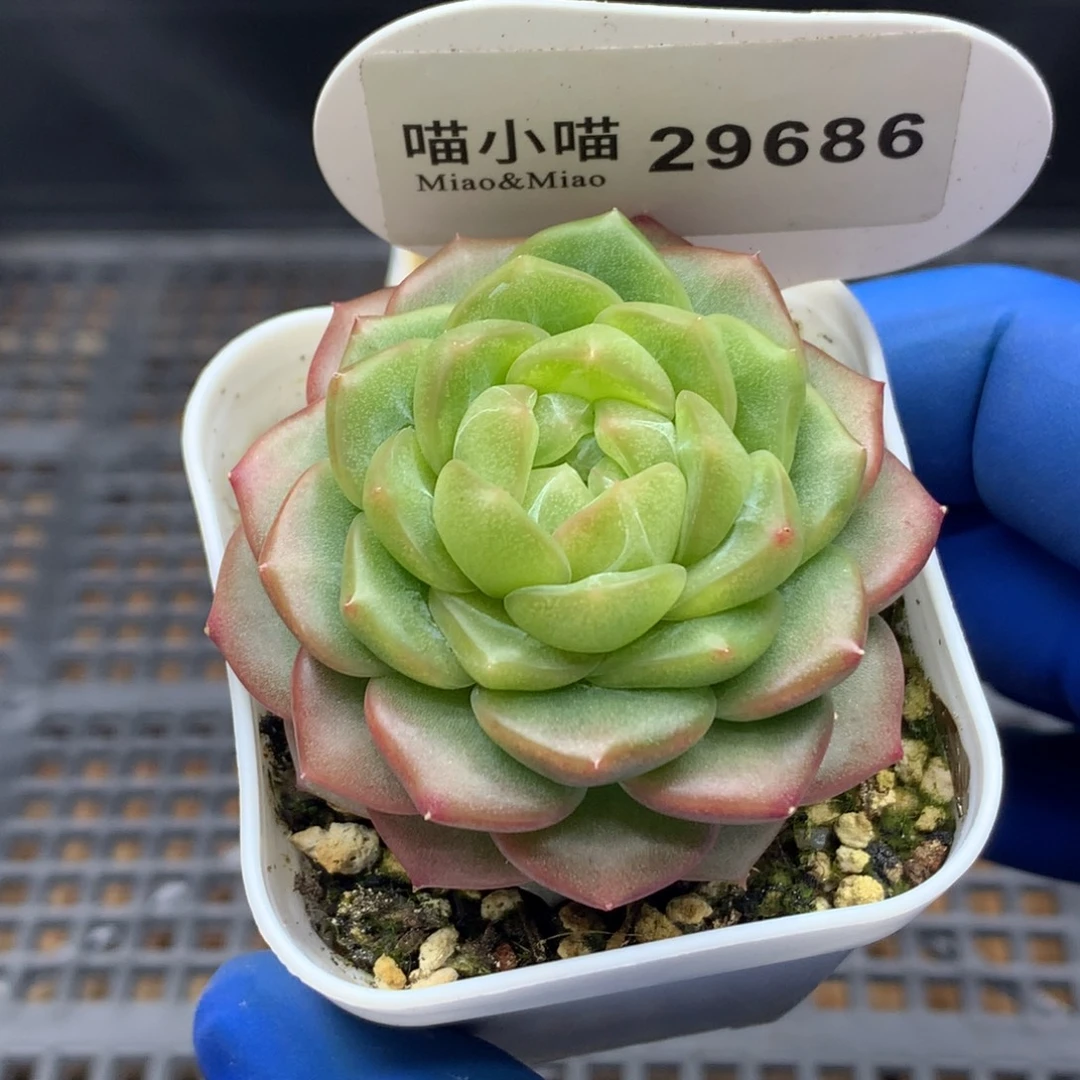 多肉植物杂交珍妮