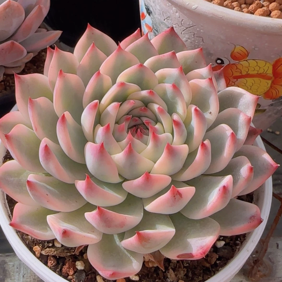 【闪购商品】吉娃娃锦99