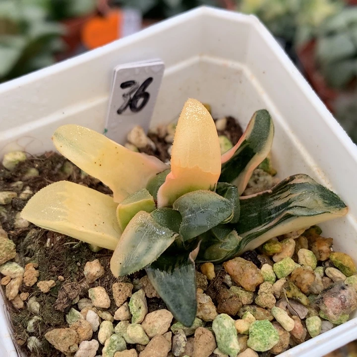 朱比特克锦，带盆一起