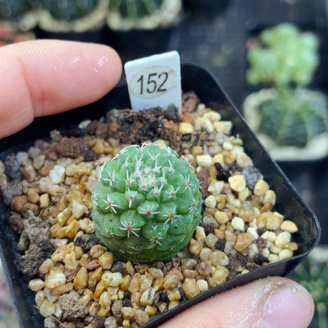 菊水盆5公分满25包邮裸根发货