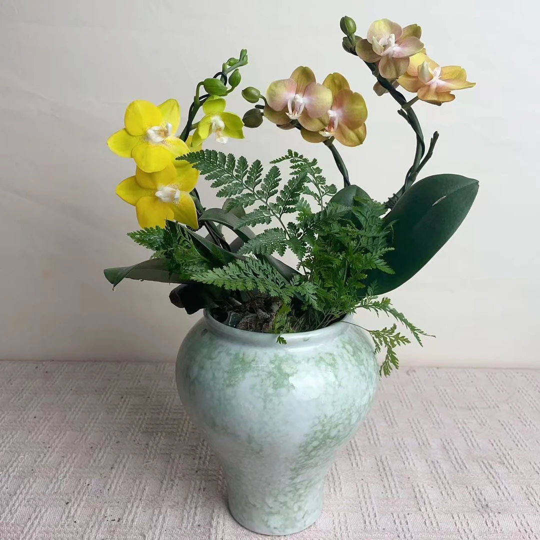 桦艺优选【金枝玉叶】蝴蝶兰轻奢绿植花卉艺术高级盆栽植株很好养