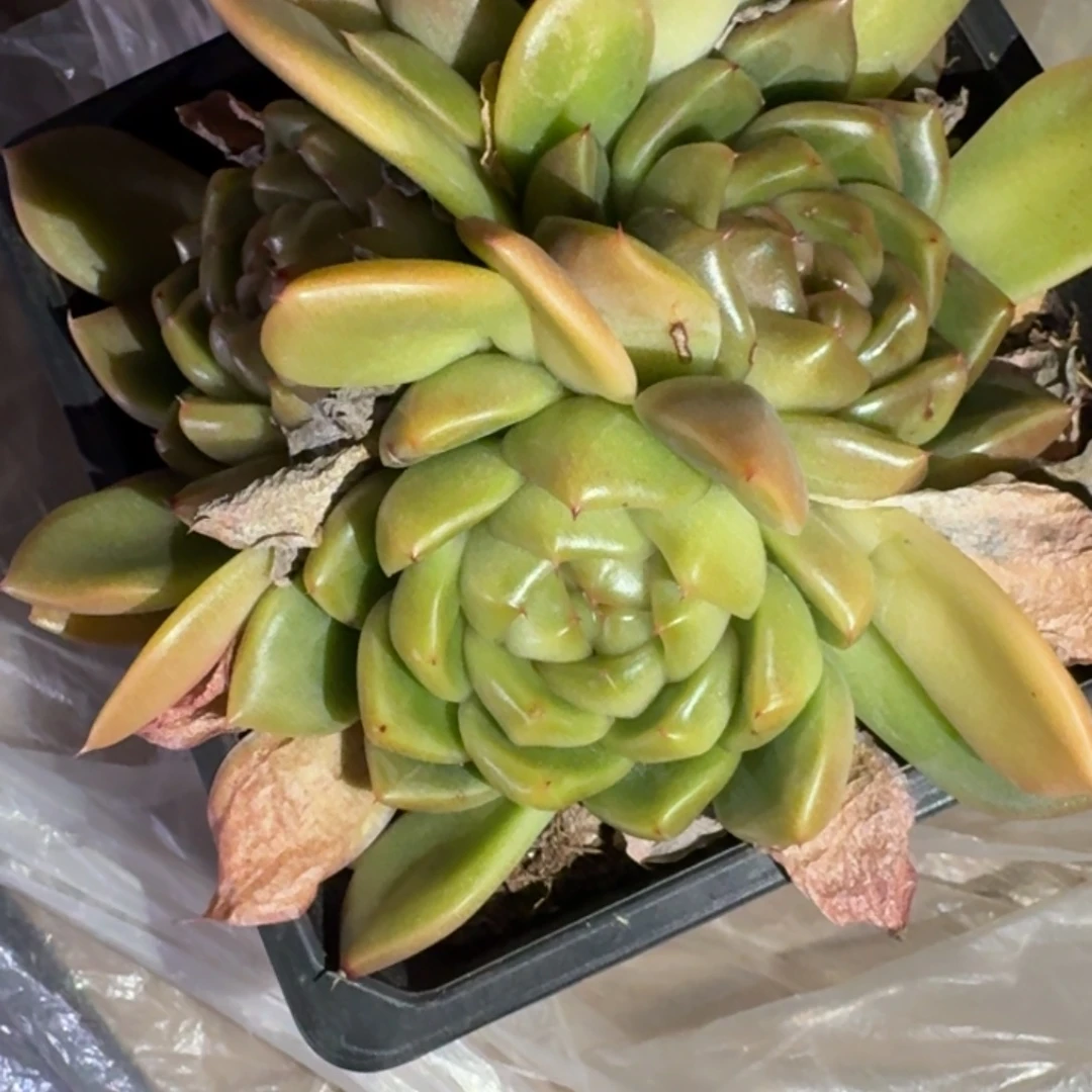 转撒娇链接多肉精品