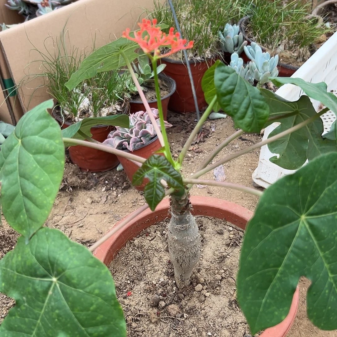 多肉植物佛肚海棠