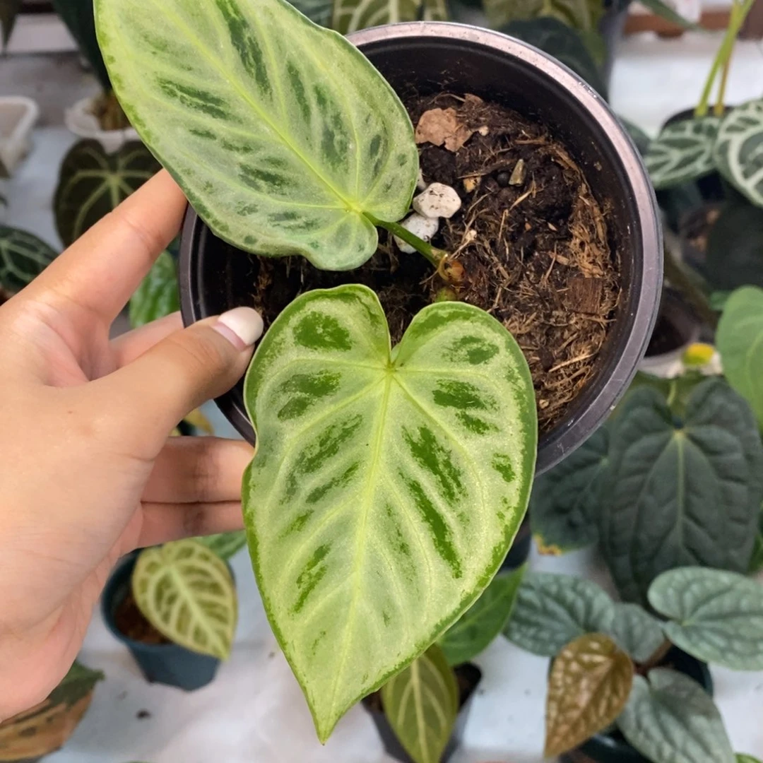 不开花植物银色面纱