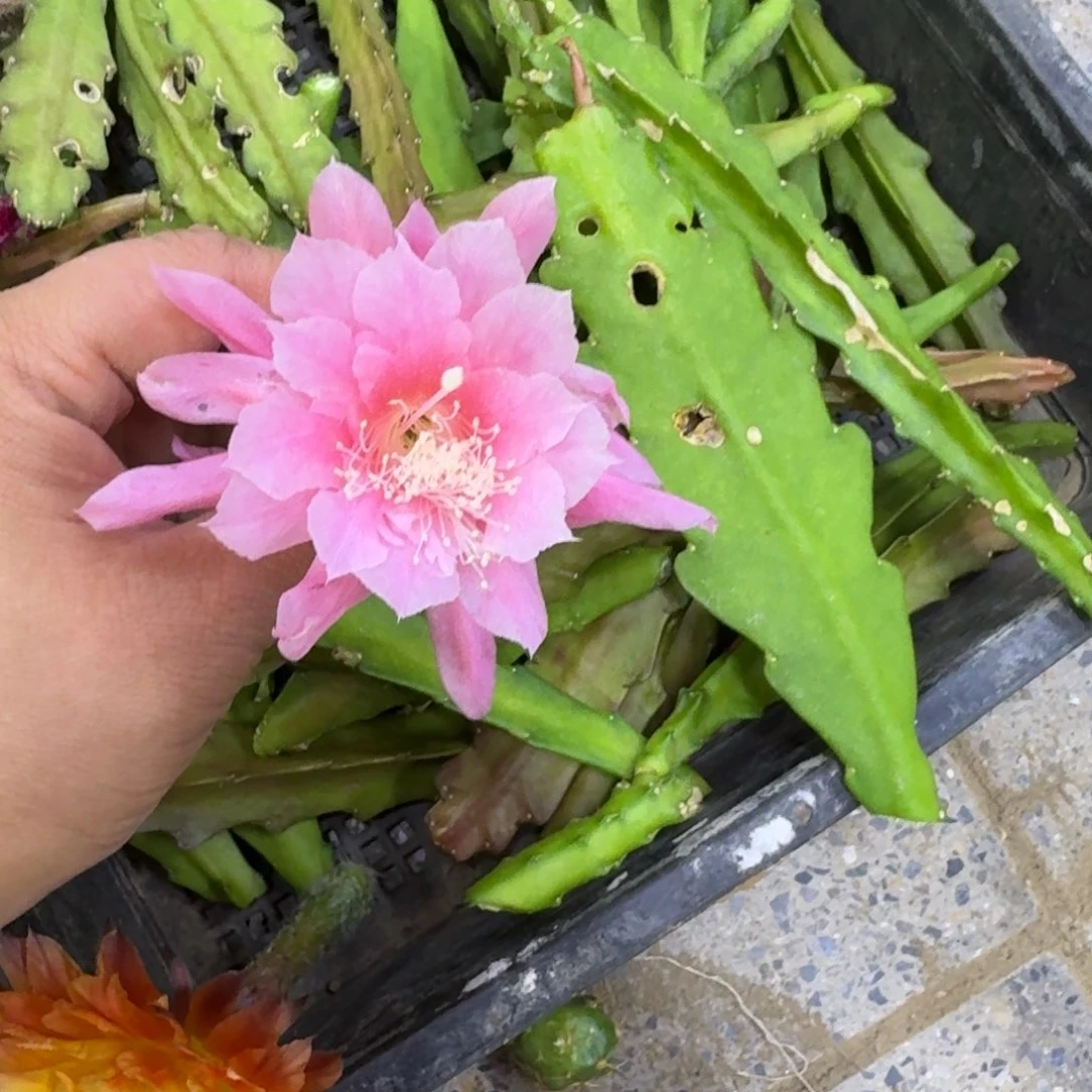 403令箭江南小粉斑10公分左右，20包邮