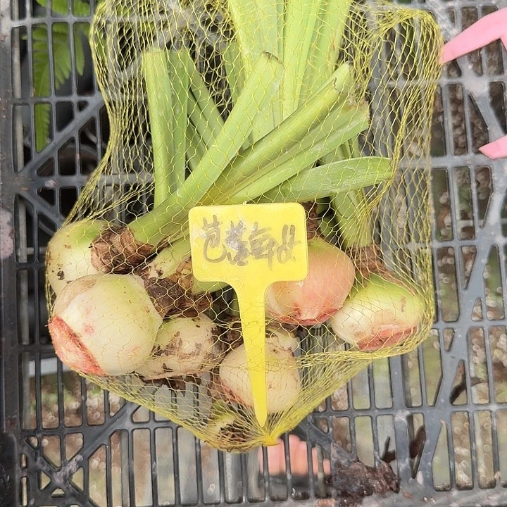 芭蕾舞女4+3个样品球