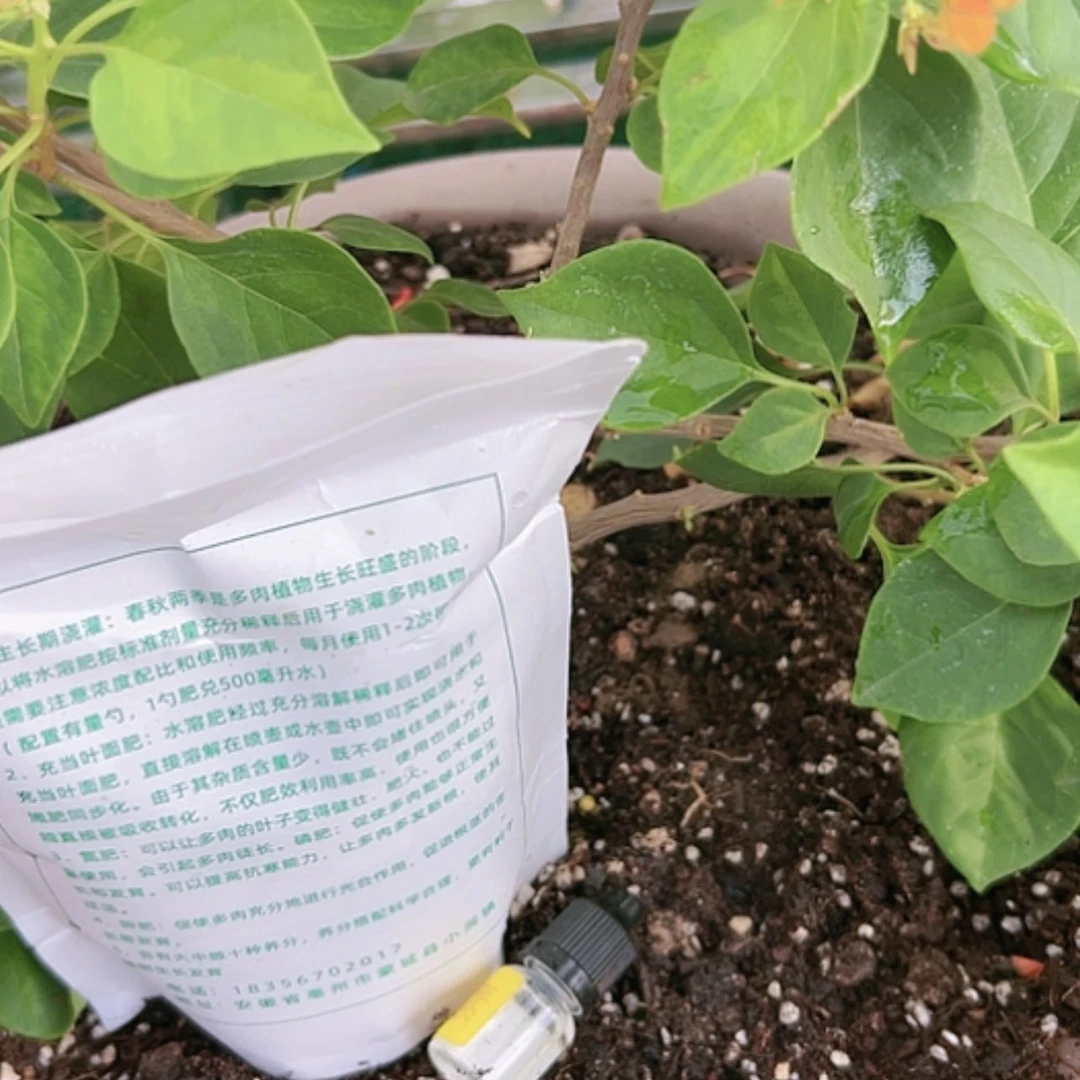 【闪购商品】营养鲜花绿植多肉粗壮龅牙