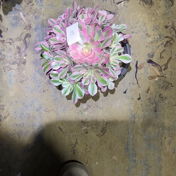 冷**知多肉法师植物链接53