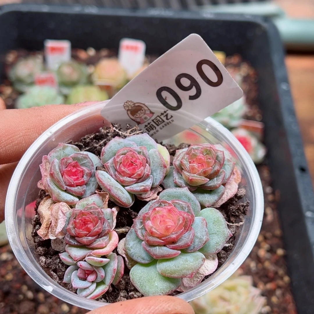 多肉植物多肉植物