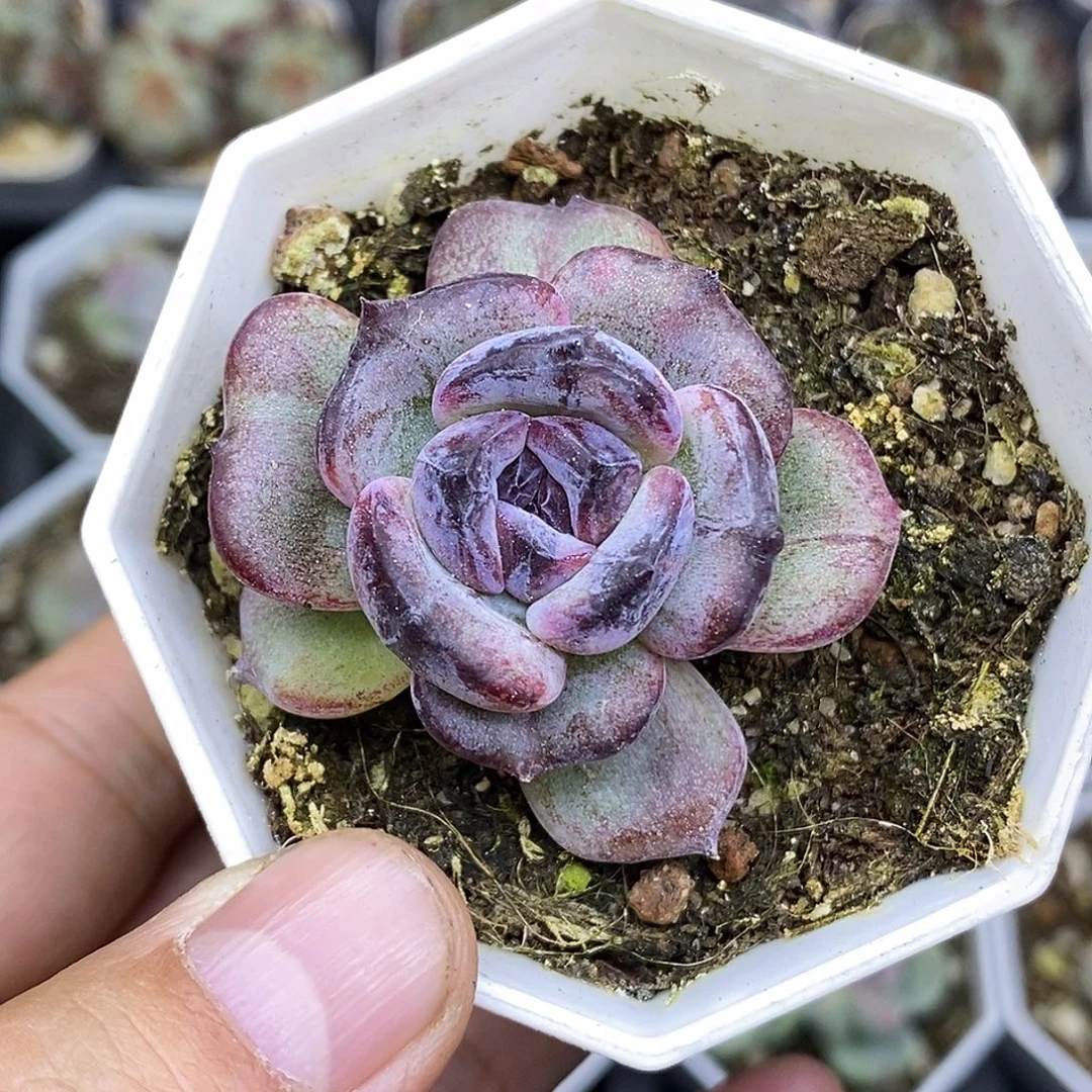 黑橙石化7厘米盆多肉植物