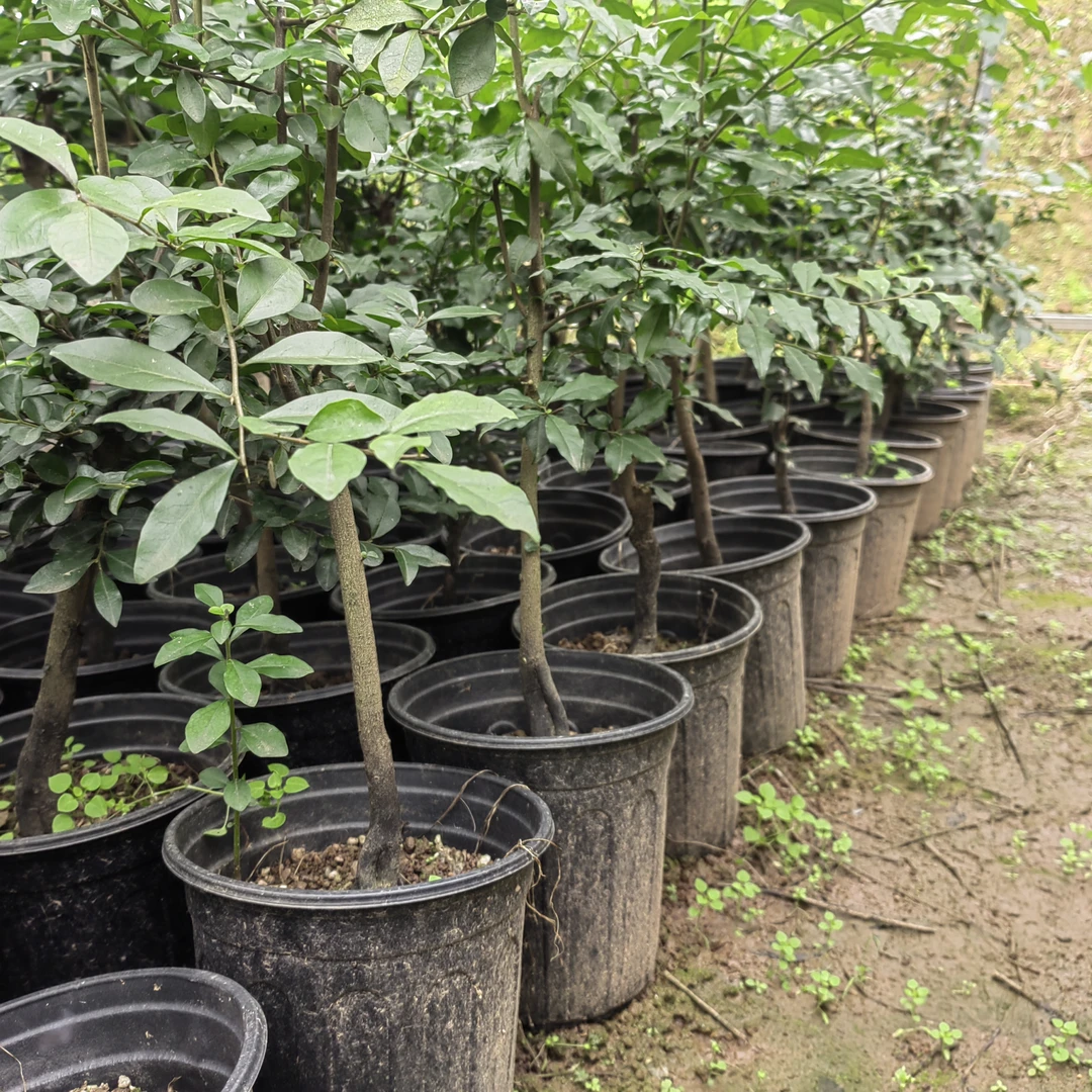金弹子盆景绿植 可盆栽地栽阳台庭院未开花未挂果可造型盆景