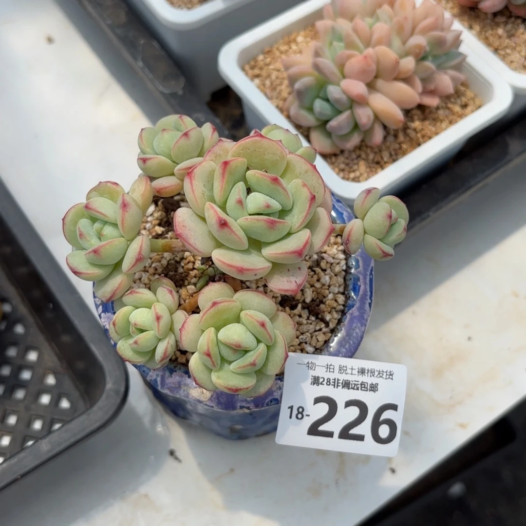 香草老桩多肉多肉多肉