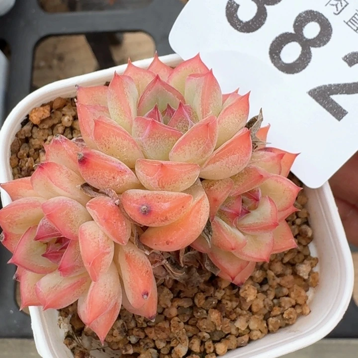 开播福利多肉植物