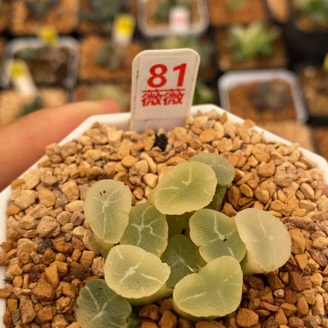 81糊斑万象多肉多肉植物