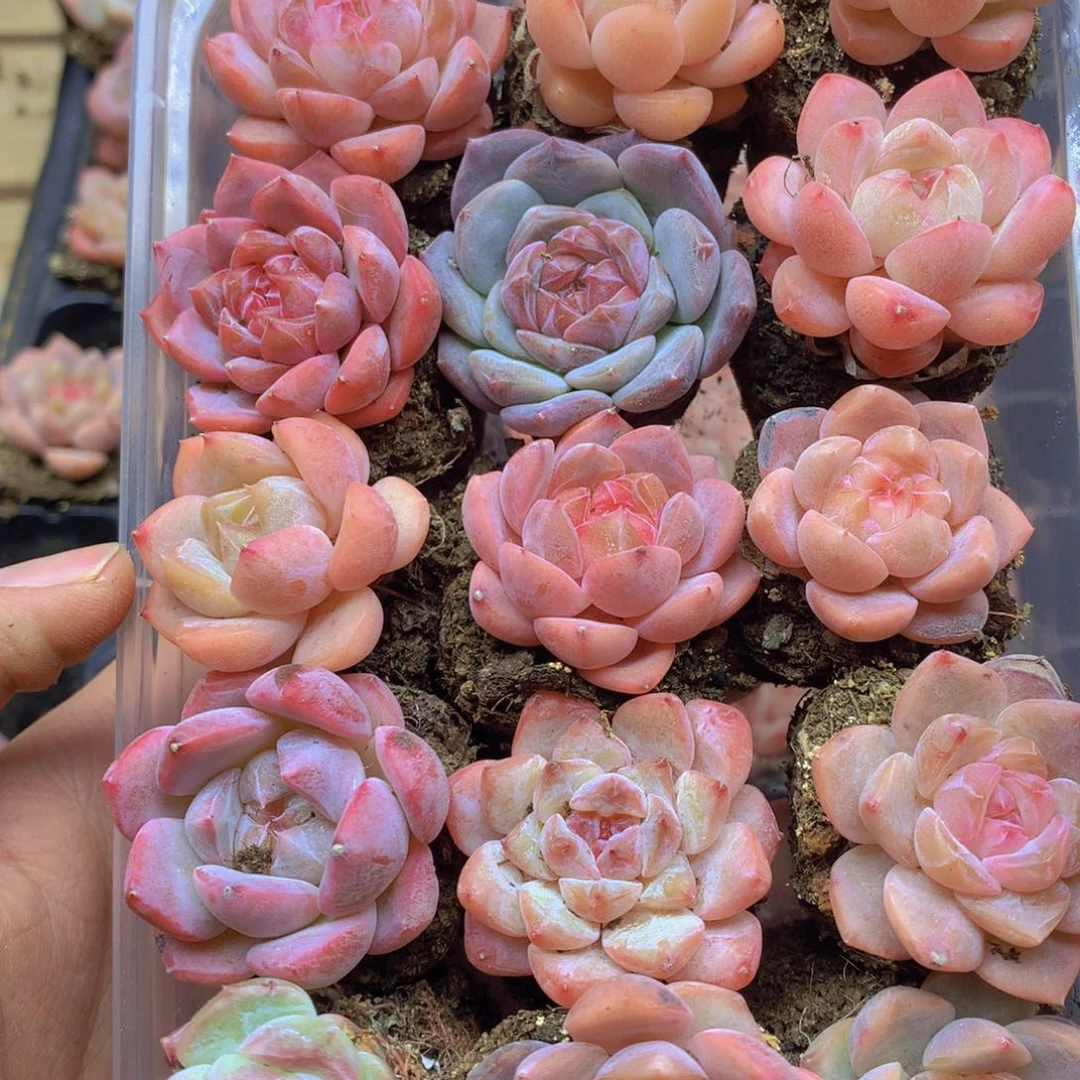 我要去看你了啊我的079