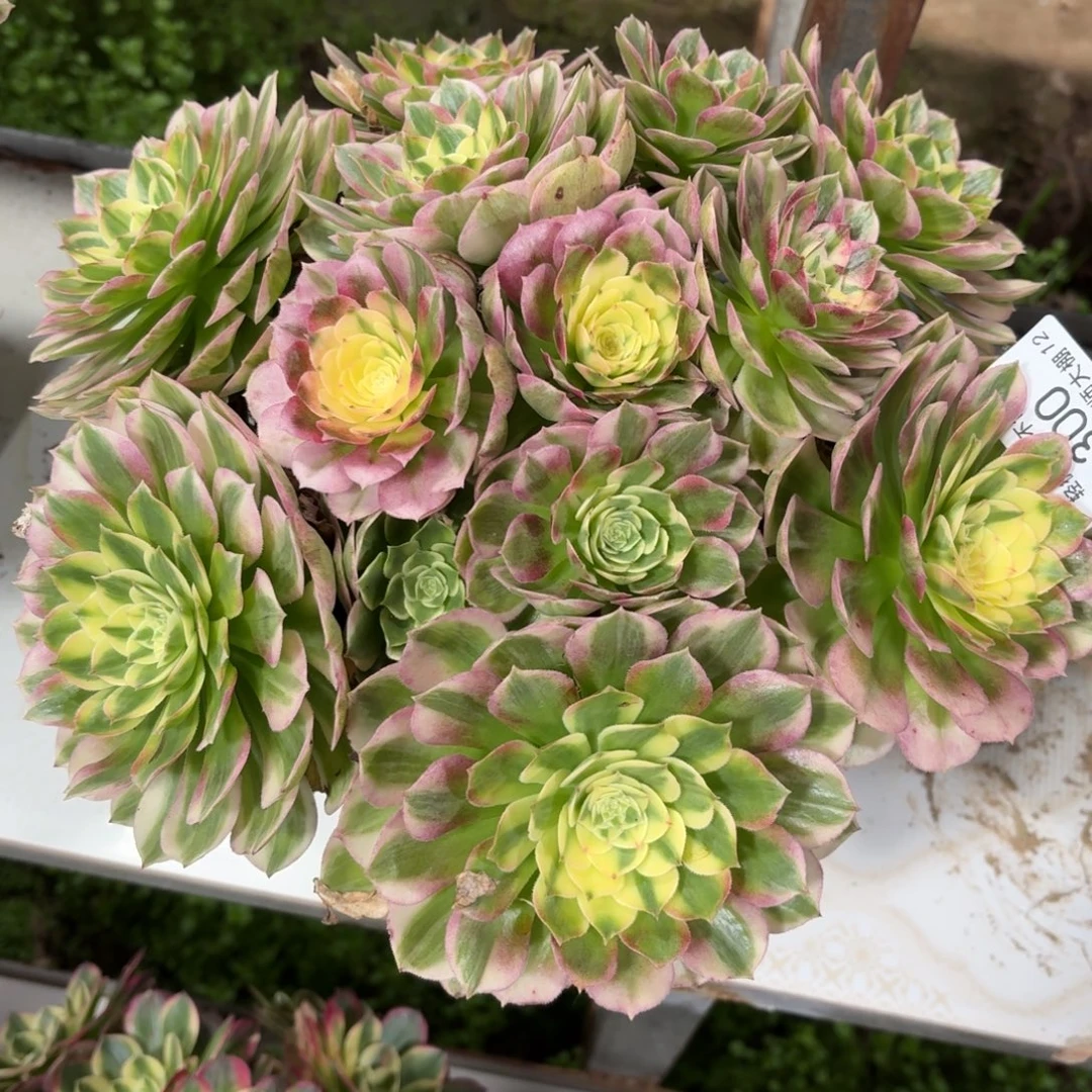 300海王多肉植物法师