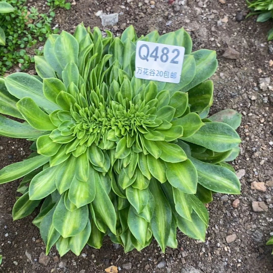 482夜光杯缀多肉植物
