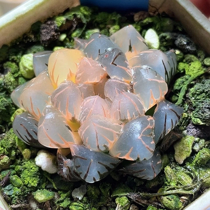 690糊斑水中月锦特选福利