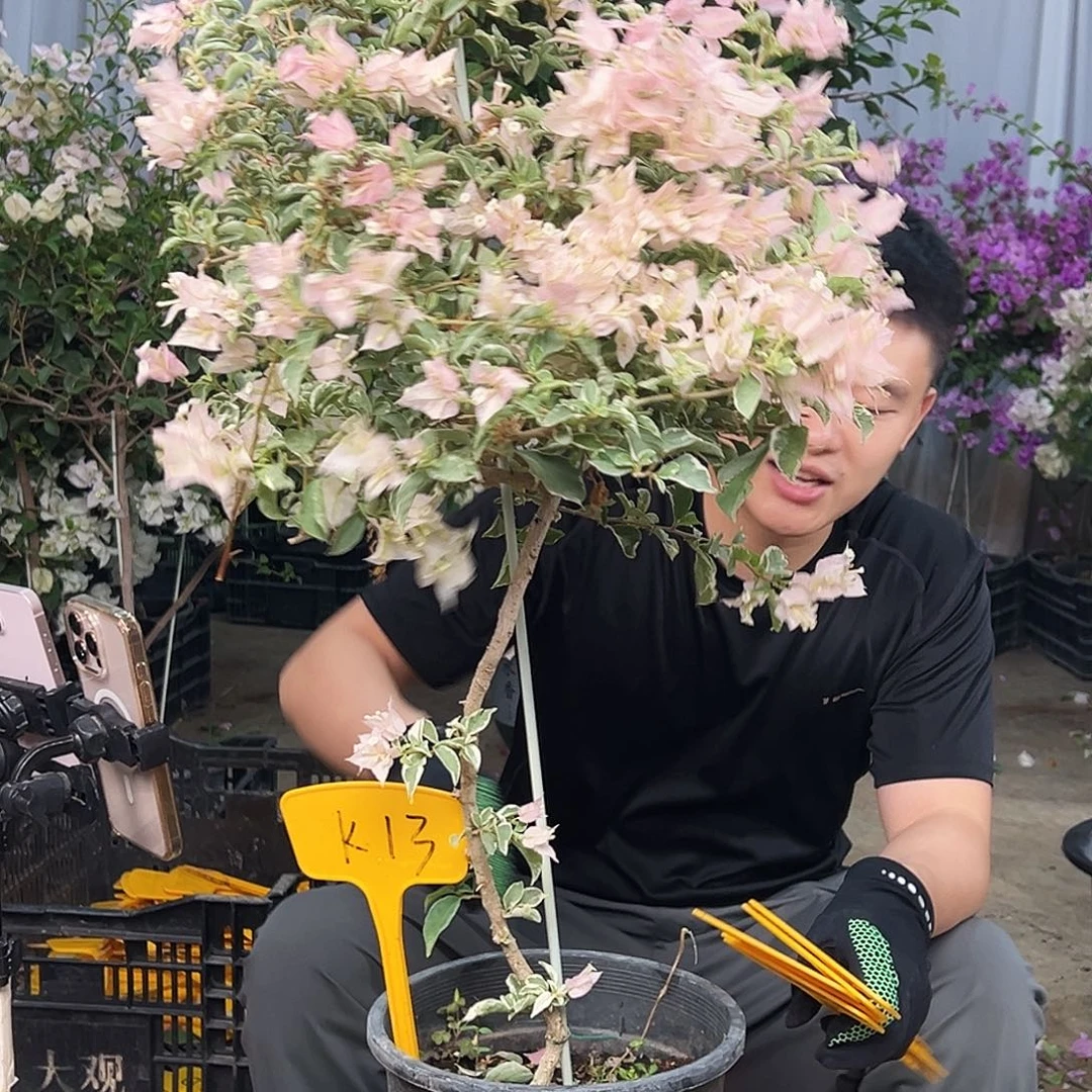 H***n大部分花苞少量开放K13少女心