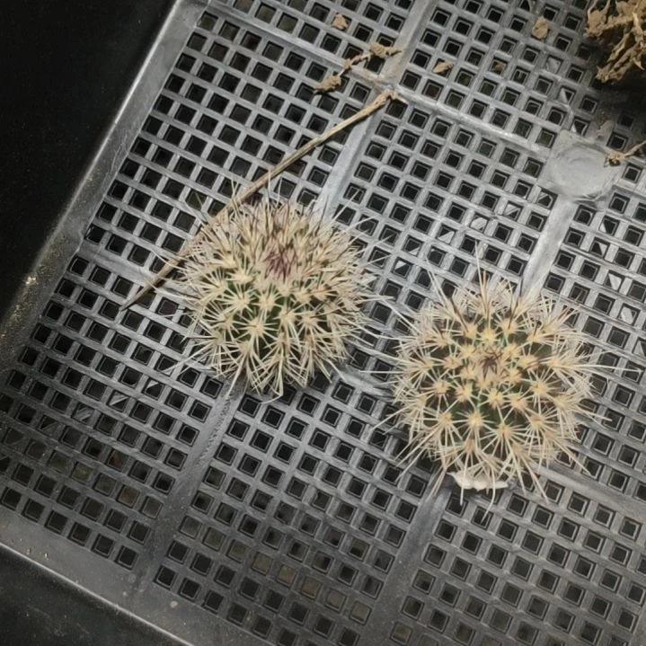 仙人球红白司侧芽