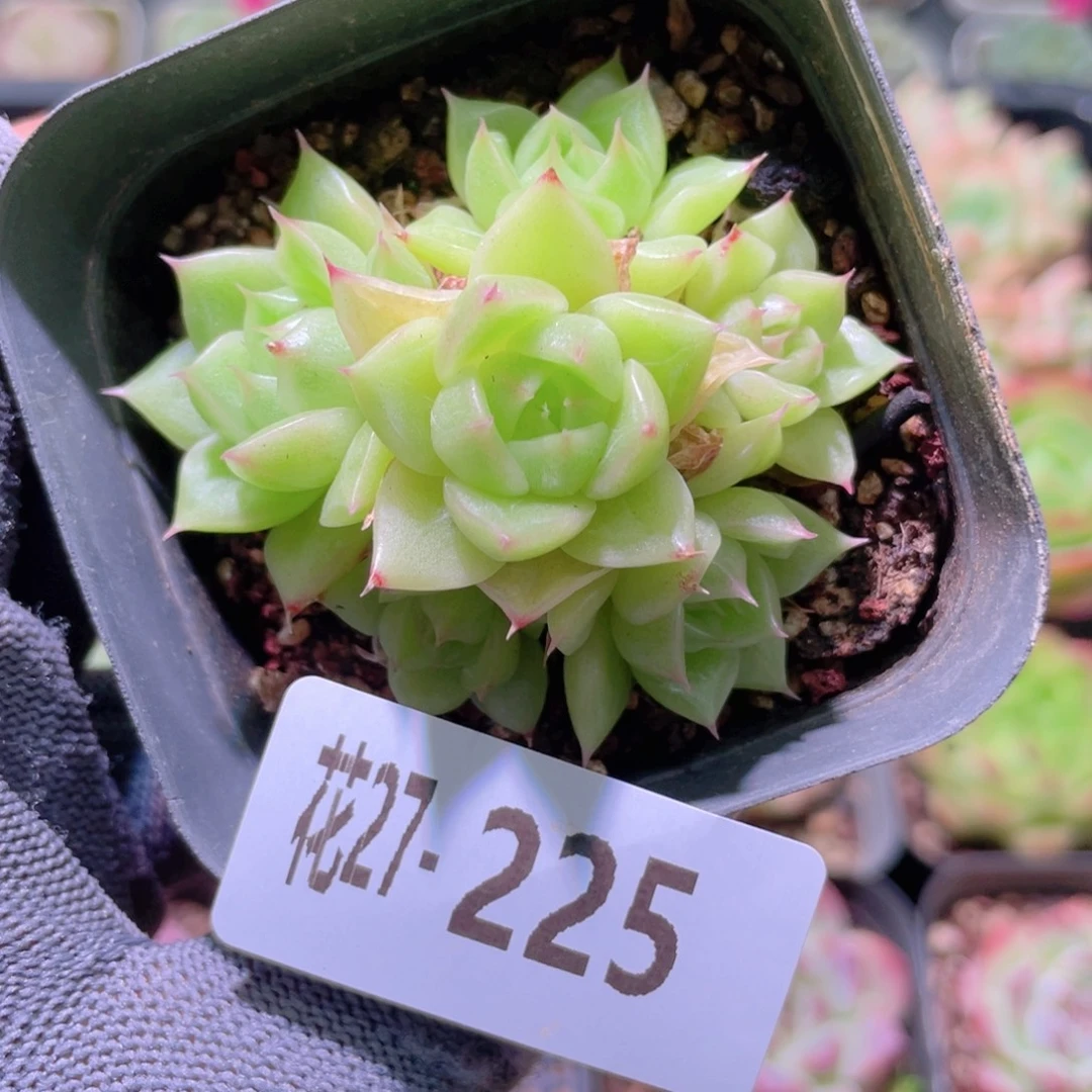 花利美27-225麦秆群
