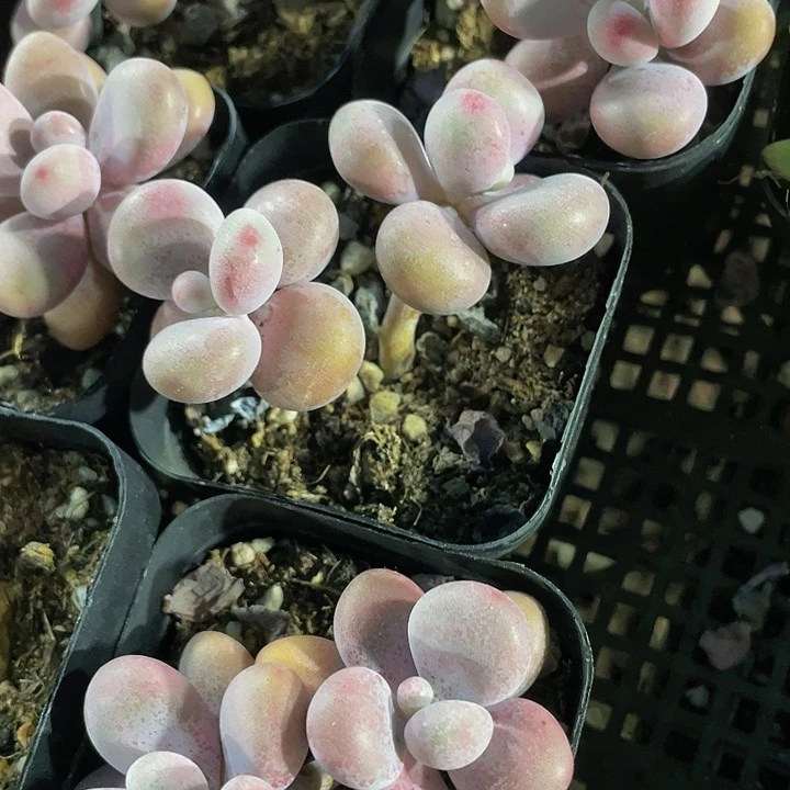 双头老桩腰子蛋带盆