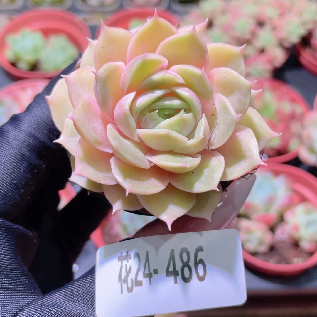 花利美24-486昂斯诺