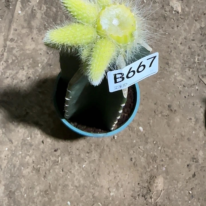 细*嫁接九尾狐锦667