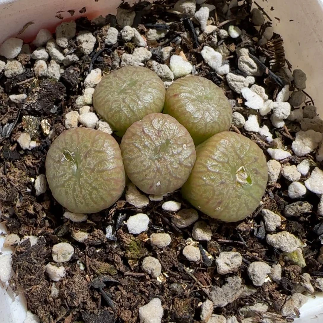 肉锥多肉植物组合-流水铜壶607