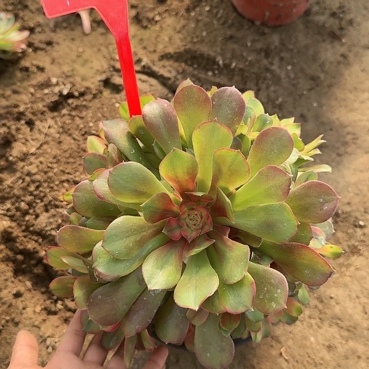 4-13韶休七彩多肉法师