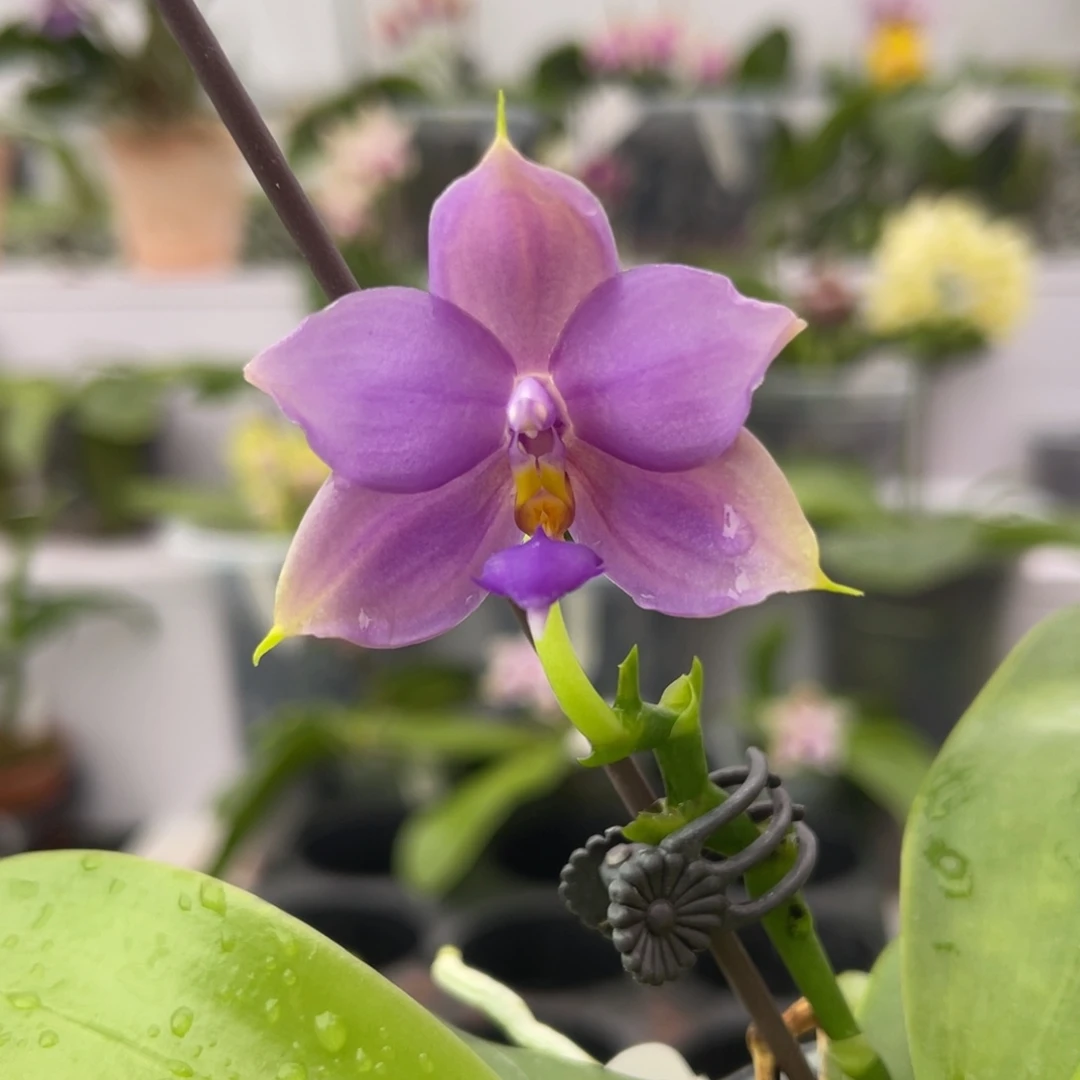 完全开放1111 2.5寸双苗22MC 一物一拍