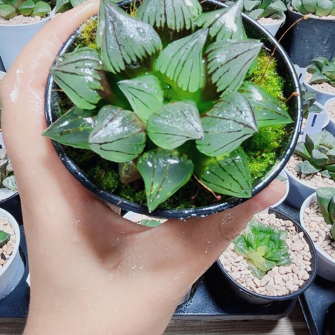 西瓜寿大冠服多肉植物