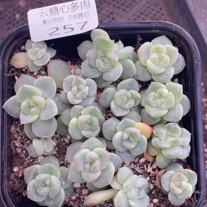 云糖心多肉植物257