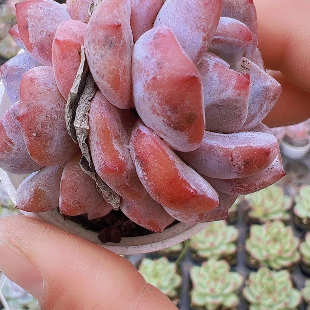 5厘米盆星影2盆19包邮