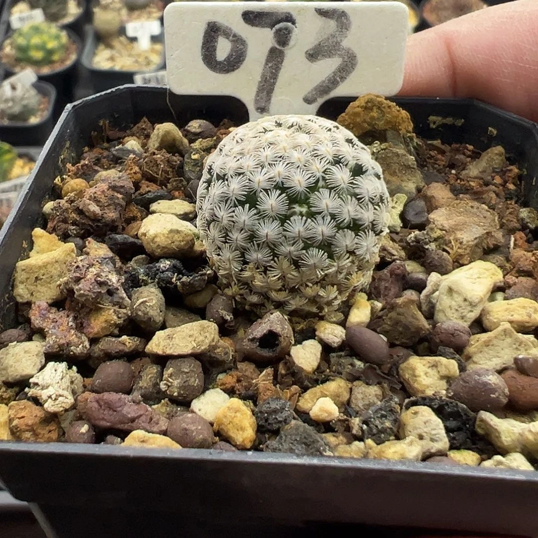 073羽毛丸实生2厘米有花苞