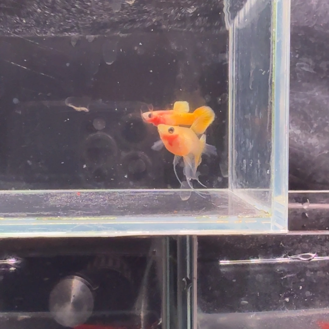 孔雀鱼黄金玻璃猫缎带1对