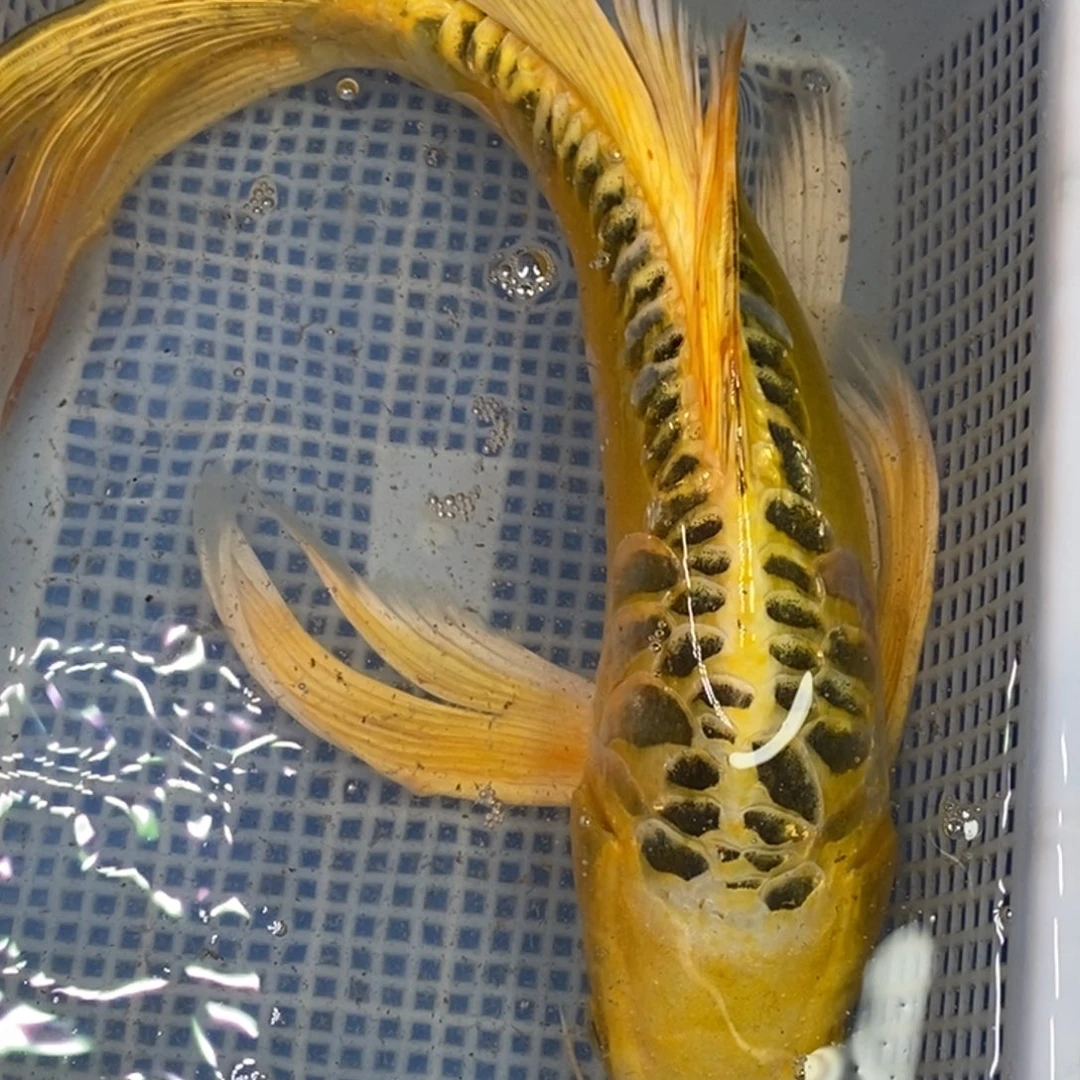 锦鲤冷水锦鲤包邮