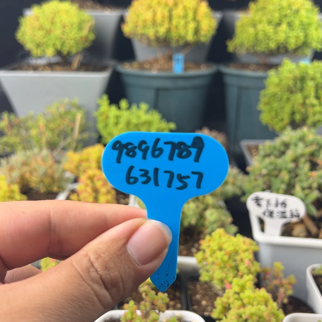 枝干番杏，冰米锦