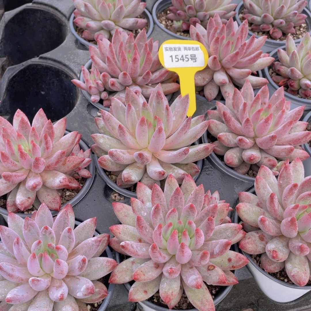 1545号 红虞美人大单头一个带盆土