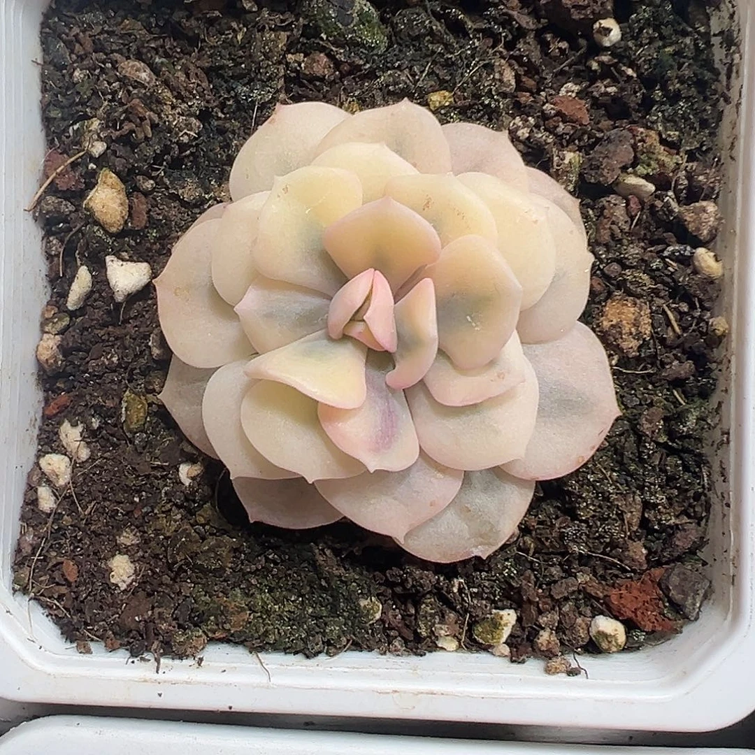 血精灵锦多肉植物