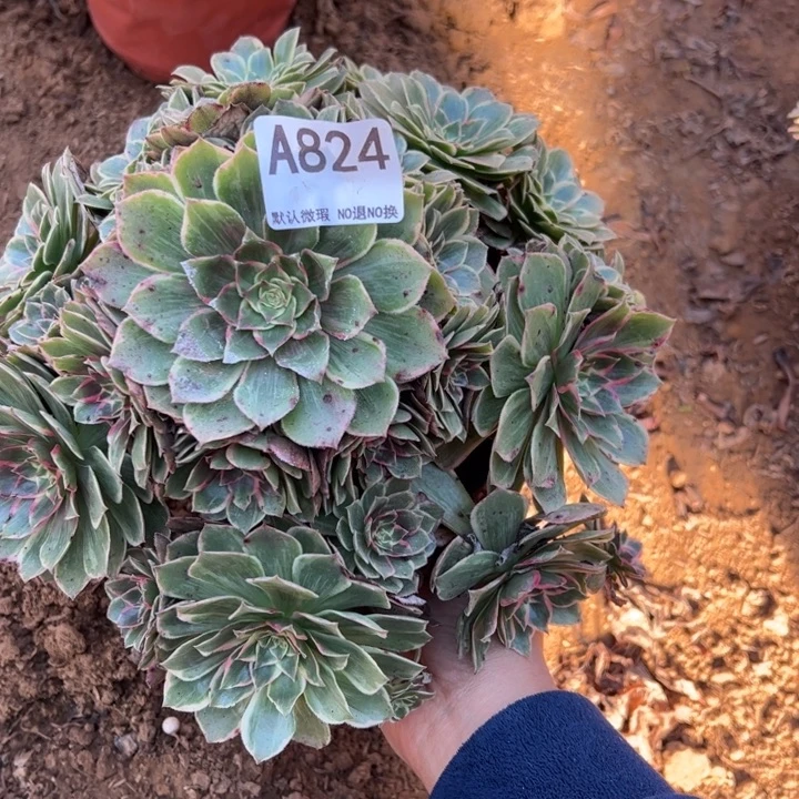 莲花座多肉植物824.