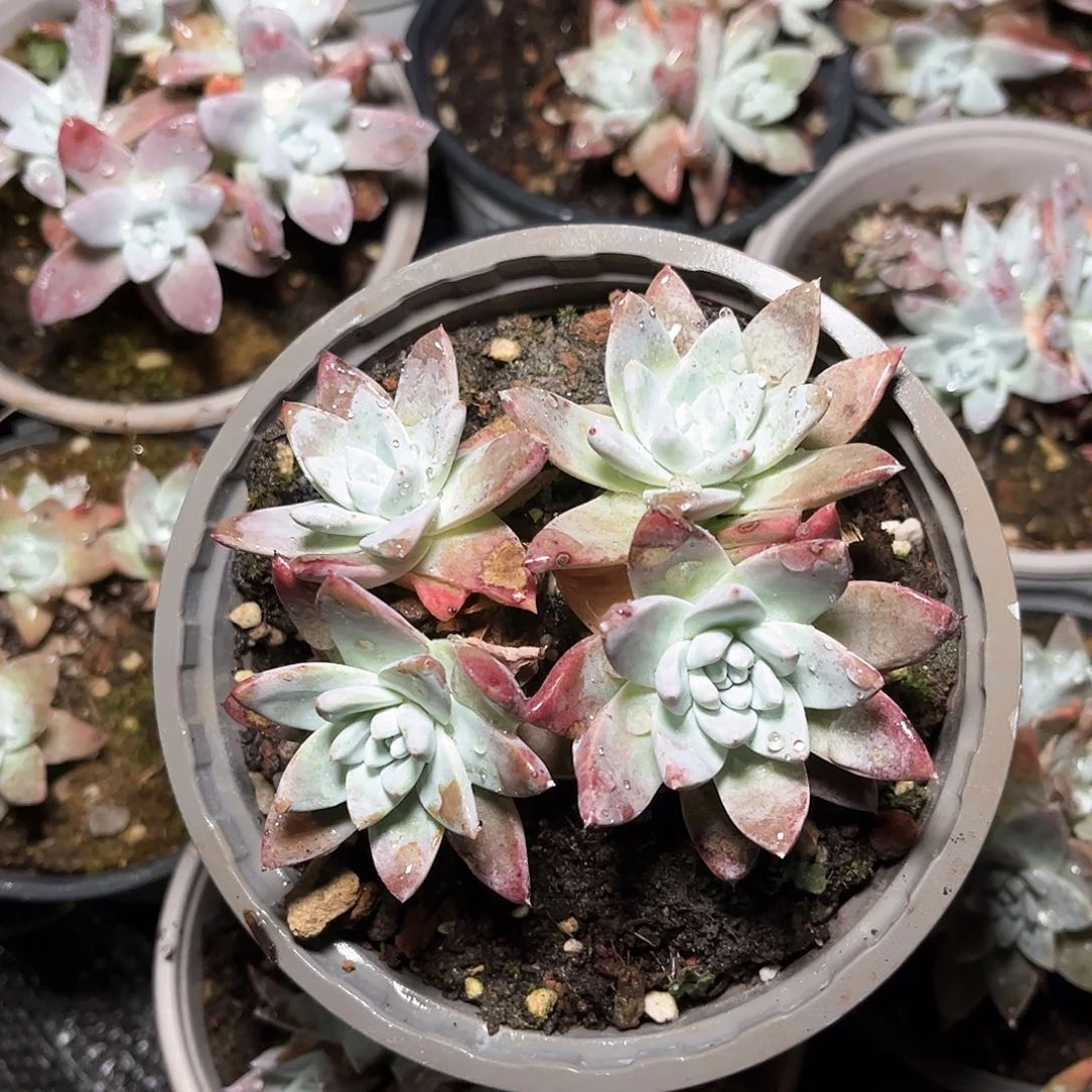 四头刘丹白菊仙女杯多肉一颗